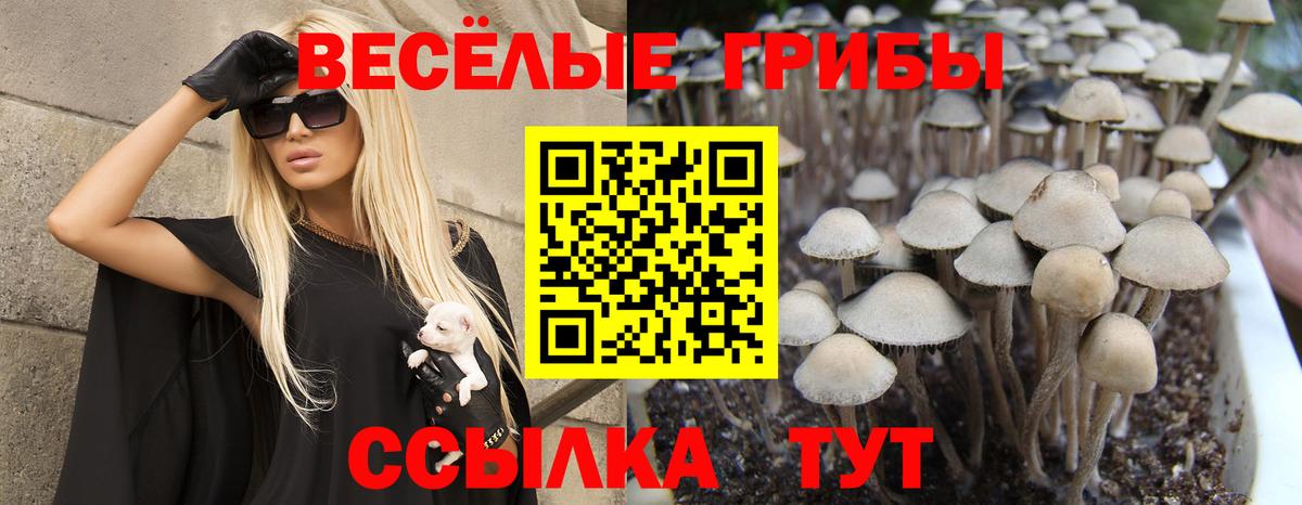 Галлюциногенные грибы прущие грибы  Вход с VPN  Омск  купить наркоту  Галлюциногенные грибы Psilocybine cubensis 